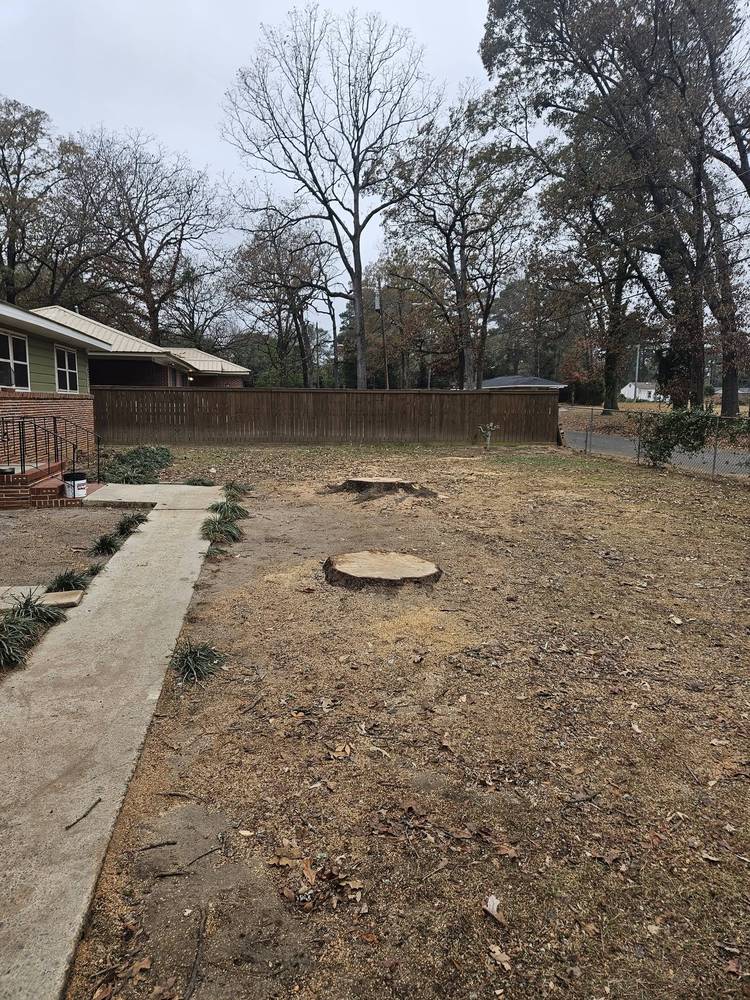 Backyard with fresh-cut stump sections and ground area